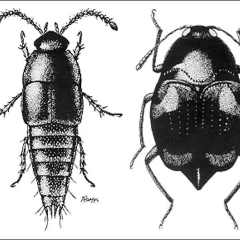 thumbnail for publication: Rove Beetles of the World, Staphylinidae (Insecta: Coleoptera: Staphylinidae)